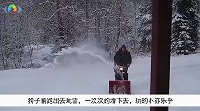 狗子偷跑出去玩雪，一次次的滑下去，玩的不亦乐乎