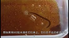 将502滴在水蛭身上，凝结后将水蛭扔进水中，结局却令人意外！