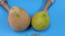 柚子买圆的还是买尖的好？牢记这4句口诀，买的柚子个个皮薄肉多