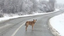 男子大雪天救了一条狗  接着看下去 你会感觉很窝心
