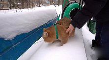 铲屎官下雪天出门遛猫 猫咪的反应有点萌！