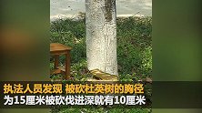 住在一楼觉得采光不好 杭州老夫妻将树砍到只剩5厘米