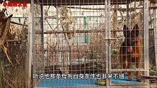 粉丝慕名带德牧来配血统种公，到了种公却不配，网友：真急人！