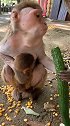 地下的玉米粒都不吃，就喜欢吃黄瓜，猴子还知道挑食