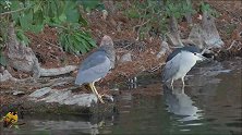 夜鹭半截身子泡在水里，这是要捉鱼还是泡澡