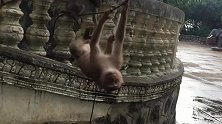 猴妈驮着小猴，拽着绳子爬行，真担心绳子断了！