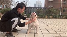铲屎官训练英国斗牛犬站军姿，狗子昂首阔步，太傲娇
