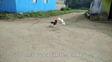 狗子不自量力挑衅狗，被公鸡实力打脸，镜头记录下全过程！
