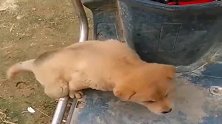 小奶狗：傻吗没看见我上不去啊