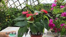 使用促花肥磷酸二氢钾，千万别这样用，越浇越难开花