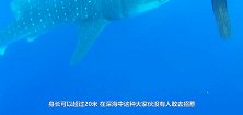 巨大的鲸鲨被绳子缠住，人类冒险去解救，绳子松开的那一刻太感人