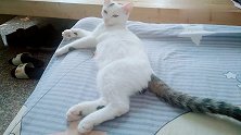 胖的猫都在锻炼，而身材好的猫，已经开始睡觉啦