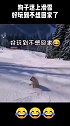 狗子迷上滑雪，在雪地里来回滑动，好玩到不想回家了