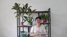 夏季养护橡皮树，不要小心翼翼，大胆做好3点，根系强壮长势旺盛