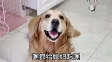 金毛媳妇来大姨妈了，狗狗把好吃的都给媳妇吃，这波狗粮撒的