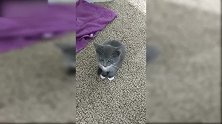 小猫畏惧的趴在地上，小声的叫着，真是萌哭了！