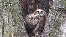 树洞里的猫头鹰长大了，独苗就是吃得好，长得这么肥
