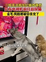 湖南邵阳：二哈无法抵制红烧肉诱惑，趴在电视机前狂舔屏幕