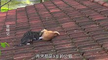 狸花猫不讲武德，上来就锁喉，还触发橘猫隐藏技能！