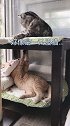 小剧场：姜太猫钓猫