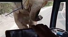 印度一野象在山区道路冲撞公交车 司机冷静处理脱离险境