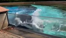 加拿大：海洋公园一头虎鲸被拍到用头部撞击围墙