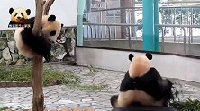 熊孩子坐在树杈上乖乖的，熊猫妈妈走过来替宝贝分担卖萌任务