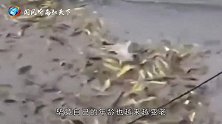 男子鱼塘里的10万斤鱼苗神秘消失，把水抽干后，让人不淡定了