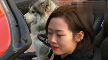 女主人要带二哈去兜风,一听到女主人驾考没过,二哈溜之大吉