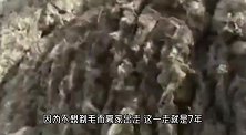 7年没剪毛的羊被主人强行剃毛，脱下“大衣”后，让人笑出腹肌！