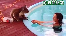 考拉误闯豪宅泳池，游泳的女子竟然捧水给它喝，考拉的举动太萌了