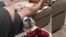 爱吃水果的小猫咪，忙活半天一个也没吃上，主人太坏了！