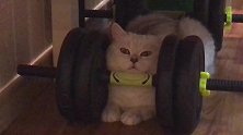 我常常不知道我家猫心里在想些什么。。。