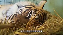 老虎宝宝不幸夭折，饲养员用猪扮老虎安慰母老虎，结局出人意料！