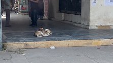 流浪狗在人行道上睡觉有人走过去捉弄狗