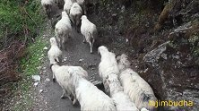 尼泊尔牧羊人搬迁，绵羊数公里一点不假，背着行李带着孩子