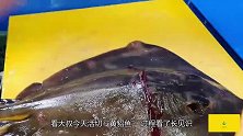 大叔活切“会哭”的黄貂鱼，过程看了长见识，切片摆盘口水流！