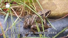 世界上体型最大的蛙类，体长竟达到一米，一条腿就够吃一顿