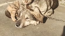 还是狗子会享受，静静的享受着猫咪的按摩。