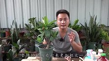 大花虎刺梅疯长不开花，高手操作只需一粒胶囊