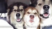 主人给阿拉斯加找了个“童养媳”阿拉高兴坏了，围着“小媳妇”转