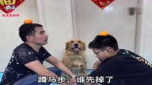 小主人跟爸爸比赛蹲马步，小主人一个手势金毛上去就揍爸爸，逗！