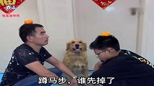 小主人跟爸爸比赛蹲马步，小主人一个手势金毛上去就揍爸爸，逗！