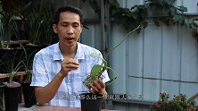 蝴蝶兰上盆，在松树皮里加一点“它”，钾元素跟保水性都超级好