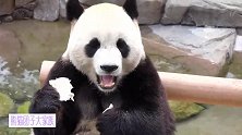 熊猫园欣终于吃上了美味可口的竹笋，渣渣掉在肚子上也绝不浪费