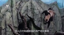 远古熊猫的化石被发现，其是在千万年前，它们并不在中国