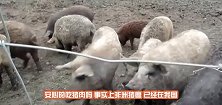 人吃了感染上非洲猪瘟的猪肉，人体会感染上吗听听专家怎么说