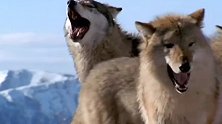 狼群嚎叫声震撼山谷，让动物听了避而远之！