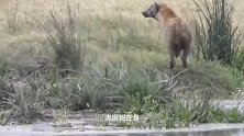 动物：8条鬣狗疯狂撕咬河马，3吨河马惨被活活咬死