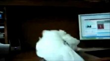 这只小鸟，你是在练平衡力吗还是一起摇摆，太有趣了吧！
